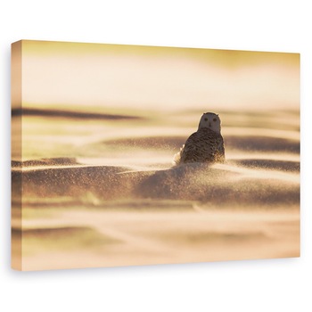 Tablou canvas - Aur, Zapada, Bufnita, Gheata, Furtuna, 40 x 60 cm Tablou canvas - Aur, Zapada, Bufnita, Gheata, Furtuna, 40 x 60 cm