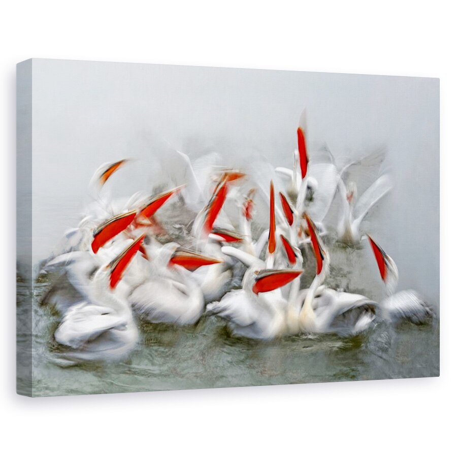 Tablou canvas - Pelicani In Miscare , Wold, Grecia, Lac, Kerkini, 20 x 30 cm