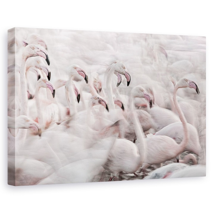 Tablou canvas - In Transhumanta Roz, Flamingo, Franta, Roz, Miscare, 60 x 90 cm