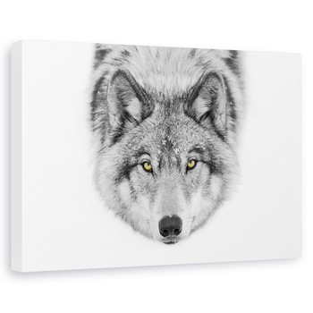 Tablou canvas - Ochii Galbeni - Timber Wolf, Lup, Blana, Pradator, Canada, 40 x 60 cm Tablou canvas - Ochii Galbeni - Timber Wolf, Lup, Blana, Pradator, Canada, 40 x 60 cm