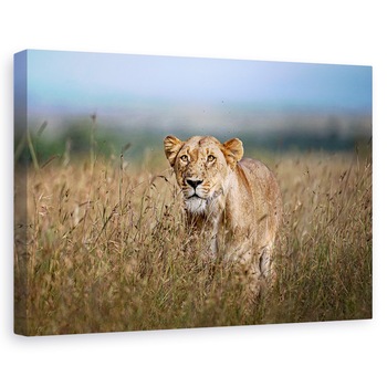 Tablou canvas - La Panda, Africa, Leu, Vanatoare, Feline, Leoaica, 40 x 60 cm Tablou canvas - La Panda, Africa, Leu, Vanatoare, Feline, Leoaica, 40 x 60 cm