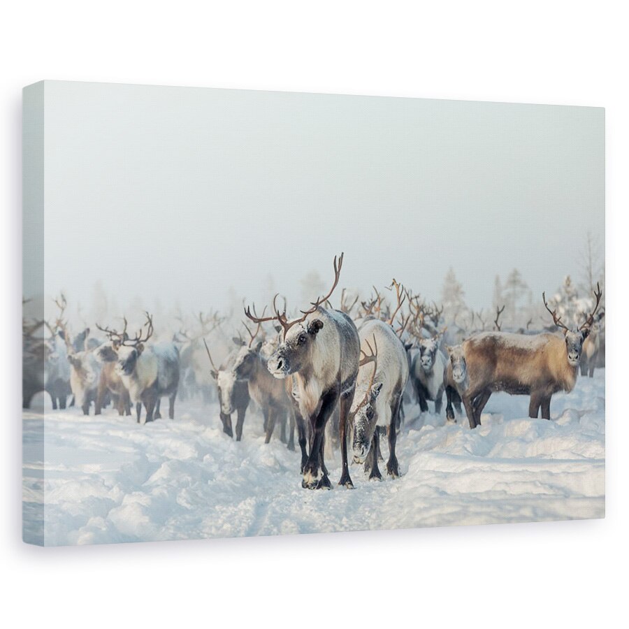 Tablou canvas - Reni, Animale, Reni, Iarna, 20 x 30 cm