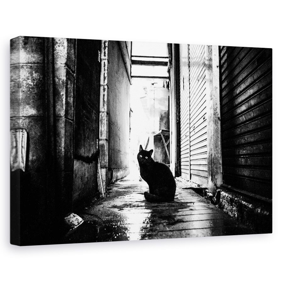 Tablou canvas - Strada Nr. 10, Pisica, Strada, Animal, 40 x 60 cm
