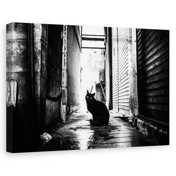 Tablou canvas - Strada Nr. 10, Pisica, Strada, Animal, 80x120 cm Tablou canvas - Strada Nr. 10, Pisica, Strada, Animal, 80x120 cm