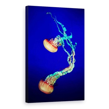 Tablou canvas - Meduza, Aquariu, Sub Apa, Meduze, Acvariu, 80x120 cm Tablou canvas - Meduza, Aquariu, Sub Apa, Meduze, Acvariu, 80x120 cm