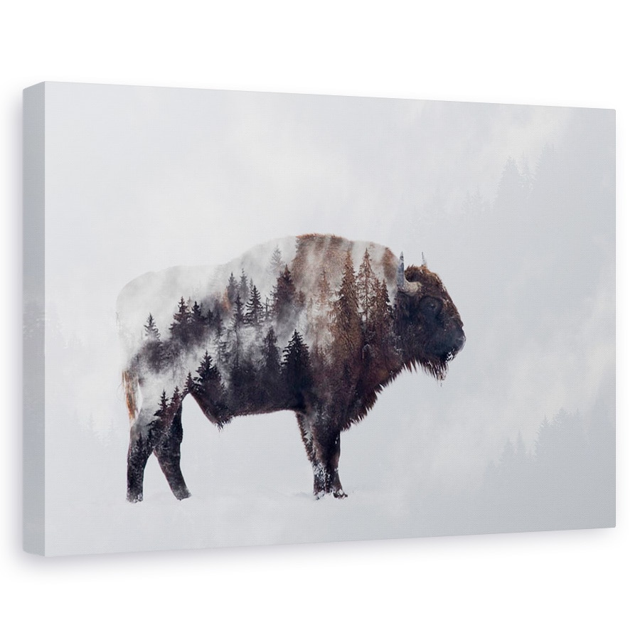 Tablou canvas - Bizonul, Animal, Mamifer, Coarne, 20 x 30 cm