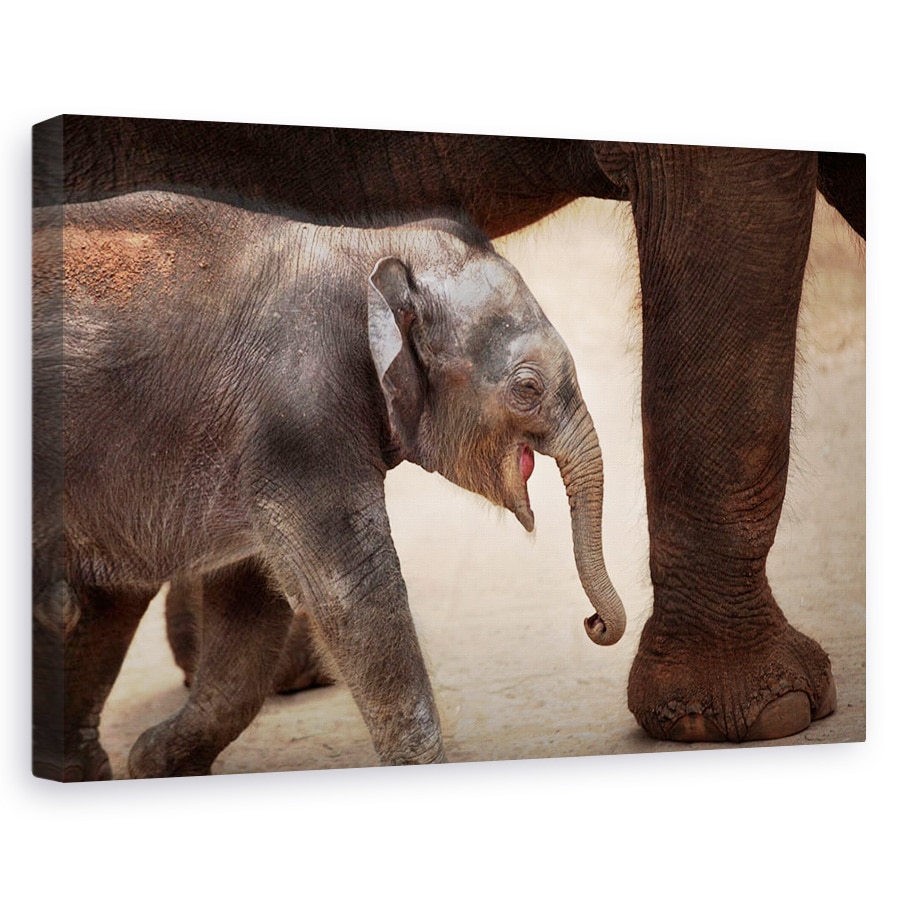 Tablou canvas - Magia Mersului Pe Jos, Dragut, Animal, Copil, Cub, 40 x 60 cm