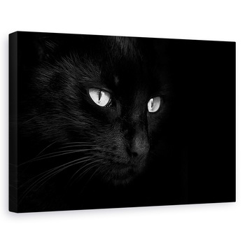 Tablou canvas - Sfantul Spithas, Pisica, Studio, Intuneric, Focusare, 40 x 60 cm Tablou canvas - Sfantul Spithas, Pisica, Studio, Intuneric, Focusare, 40 x 60 cm