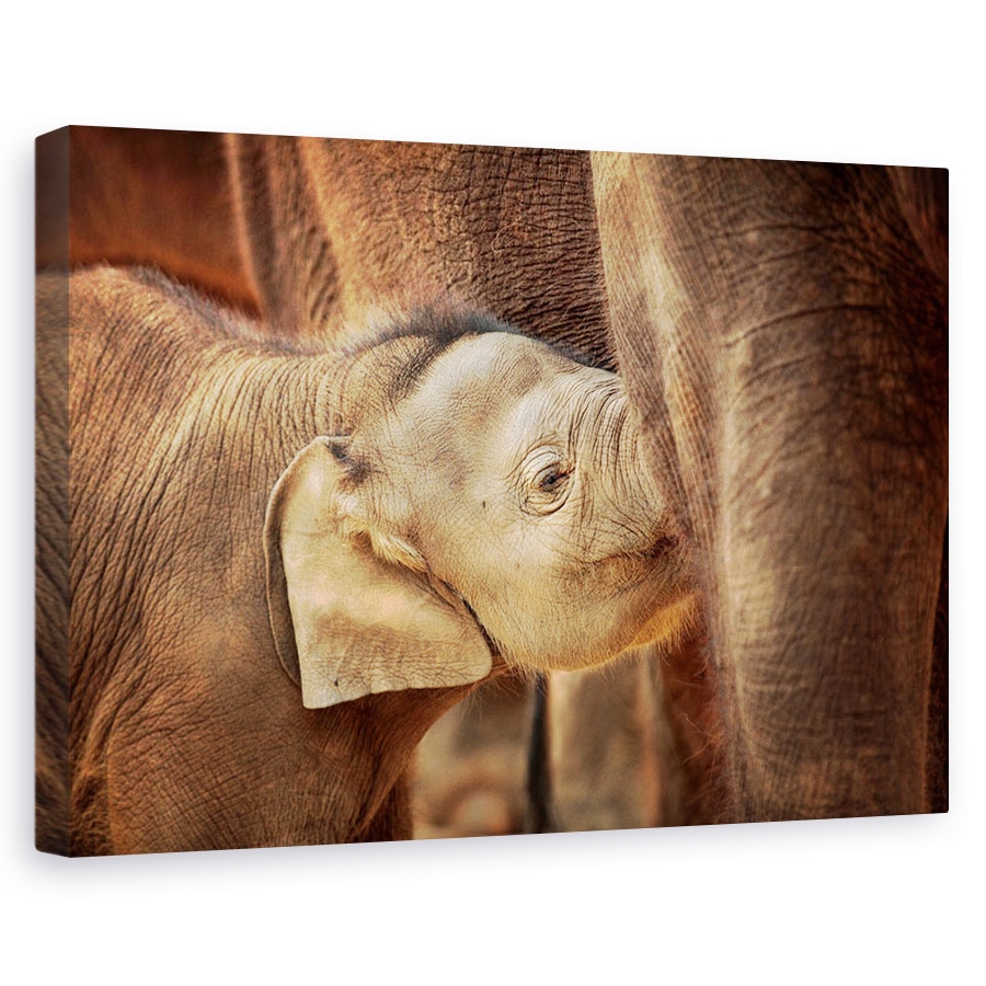 Tablou canvas - Sigur Si Bine Ingrijit, Elefant, Animal, Dragut, 40 x 60 cm