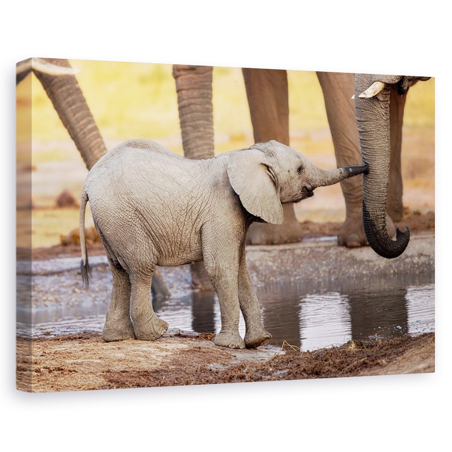 Tablou canvas - Joaca-Te Cu Mine, Te Rog, Salbatic, Natura, Animale, 20 x 30 cm