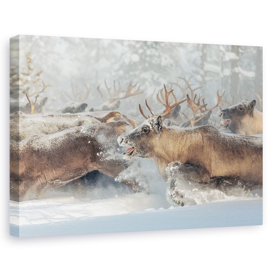 Tablou canvas - Reni, Animale, Iarna, 20 x 30 cm