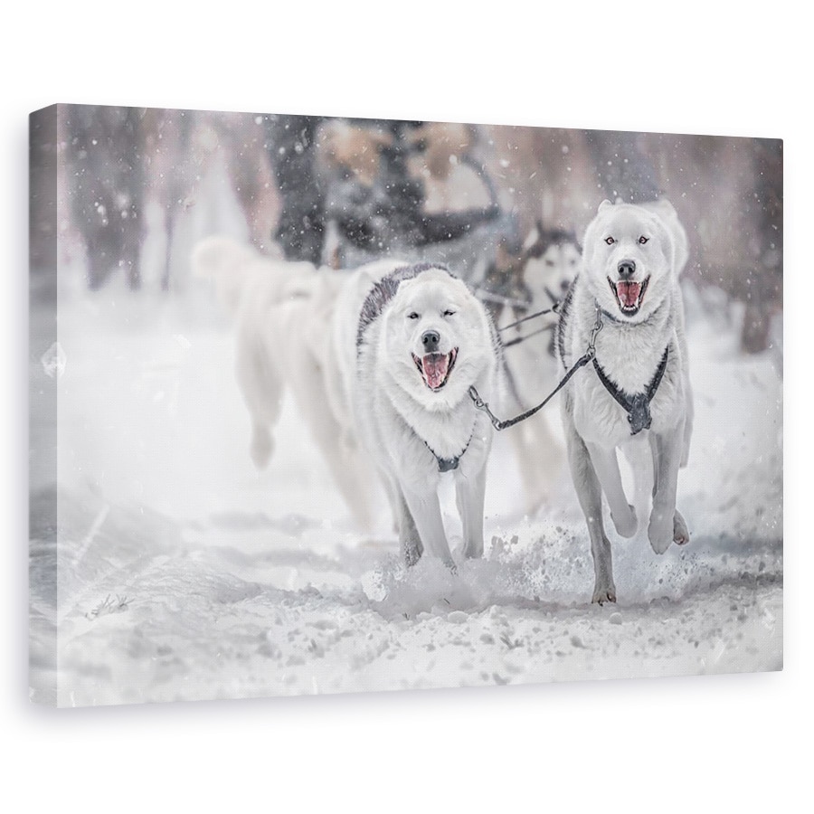 Tablou canvas - Sporturi De Iarna, Actiune, Caine, Sanie, Viteza, 20 x 30 cm