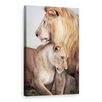 Tablou canvas - Dragoste Salbatica, Leu, Leoaica, Salbatic, Dragoste, Afectiune, 80x120 cm Tablou canvas - Dragoste Salbatica, Leu, Leoaica, Salbatic, Dragoste, Afectiune, 80x120 cm