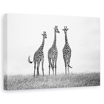 Tablou canvas - Girafe In Campiile Mara, Africa, Salbatic, 80x120 cm Tablou canvas - Girafe In Campiile Mara, Africa, Salbatic, 80x120 cm