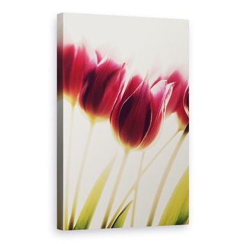 Tablou canvas - Lalele, Floare, 20 x 30 cm Tablou canvas - Lalele, Floare, 20 x 30 cm
