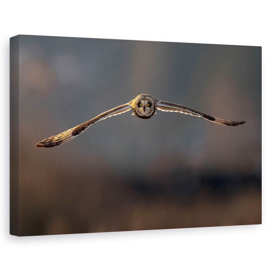 Tablou canvas - Zbor Spre Mine, Pasare, Salbatic, Bufnita, Iarna, 20 x 30 cm