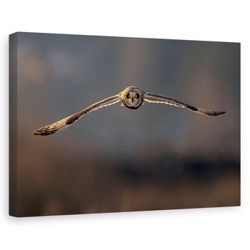 Tablou canvas - Zbor Spre Mine, Pasare, Salbatic, Bufnita, Iarna, 80x120 cm Tablou canvas - Zbor Spre Mine, Pasare, Salbatic, Bufnita, Iarna, 80x120 cm
