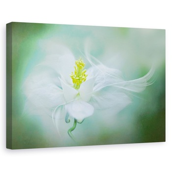 Tablou canvas - Mistic, Floare, Alb, Prim-Plan, Primavara, 20 x 30 cm Tablou canvas - Mistic, Floare, Alb, Prim-Plan, Primavara, 20 x 30 cm