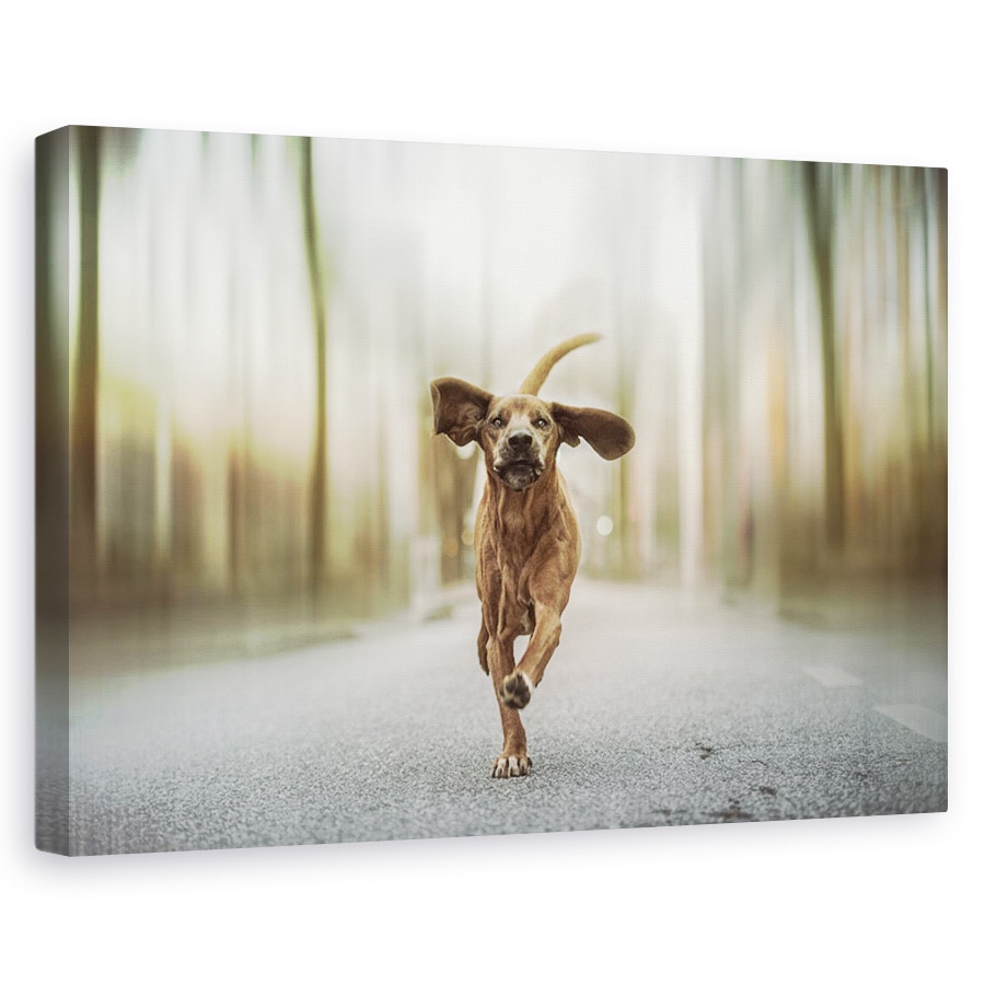 Tablou canvas - Dansand Pe Strazi, Caini, Urban, Broadway, Germania, 80x120 cm