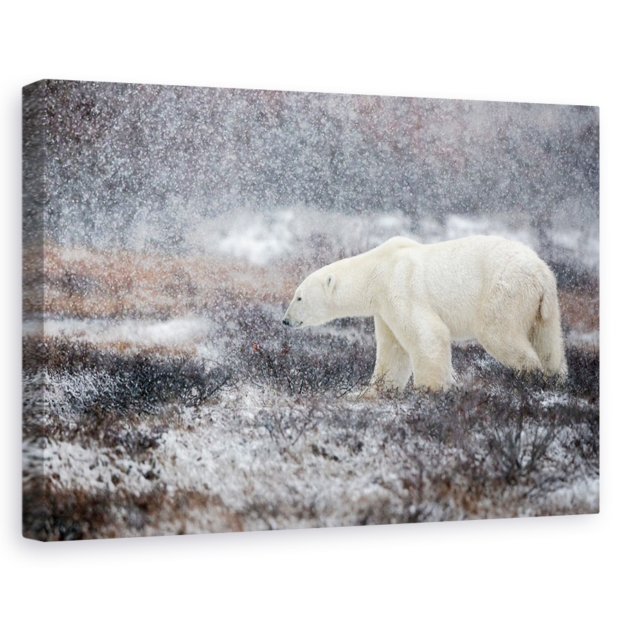 Tablou canvas - E Vremea Ninsorii, Salbatic, Natura, Animal, 20 x 30 cm