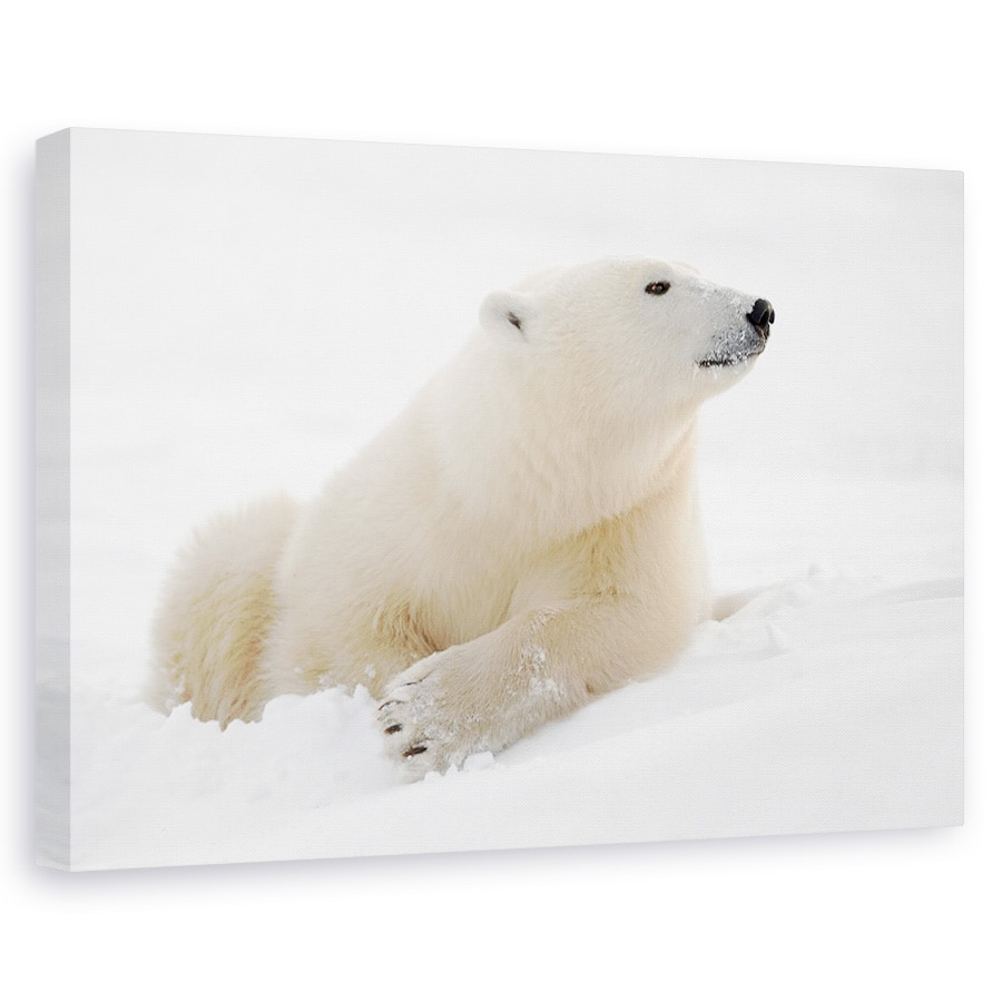 Tablou canvas - E Ceva In Aer, Churchill, Manitoba, Canada, Miros, Nas, 20 x 30 cm