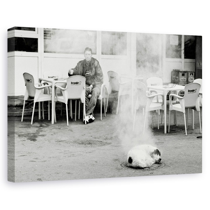 Hot dog, utca, városi, Bukarest, kutya, Románia - Vászonkép, 60 x 90 cm
