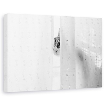 Tablou canvas - Pisica Pandind De Dupa Perdea, Pisica, Animal, Blana, Mamifer, Pet, 20 x 30 cm Tablou canvas - Pisica Pandind De Dupa Perdea, Pisica, Animal, Blana, Mamifer, Pet, 20 x 30 cm