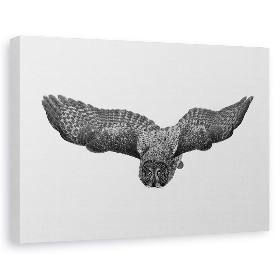 Tablou canvas - O Fantoma Nordica, Grozav, Gri, Bufnita, Zbor, 20 x 30 cm