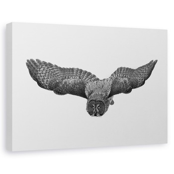 Tablou canvas - O Fantoma Nordica, Grozav, Gri, Bufnita, Zbor, 20 x 30 cm Tablou canvas - O Fantoma Nordica, Grozav, Gri, Bufnita, Zbor, 20 x 30 cm