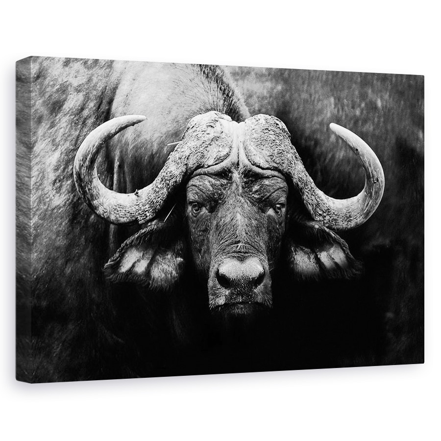 Tablou canvas - Privirea, Buffalo, Africa, Animale, Alb-Negru, Coarne, 20 x 30 cm