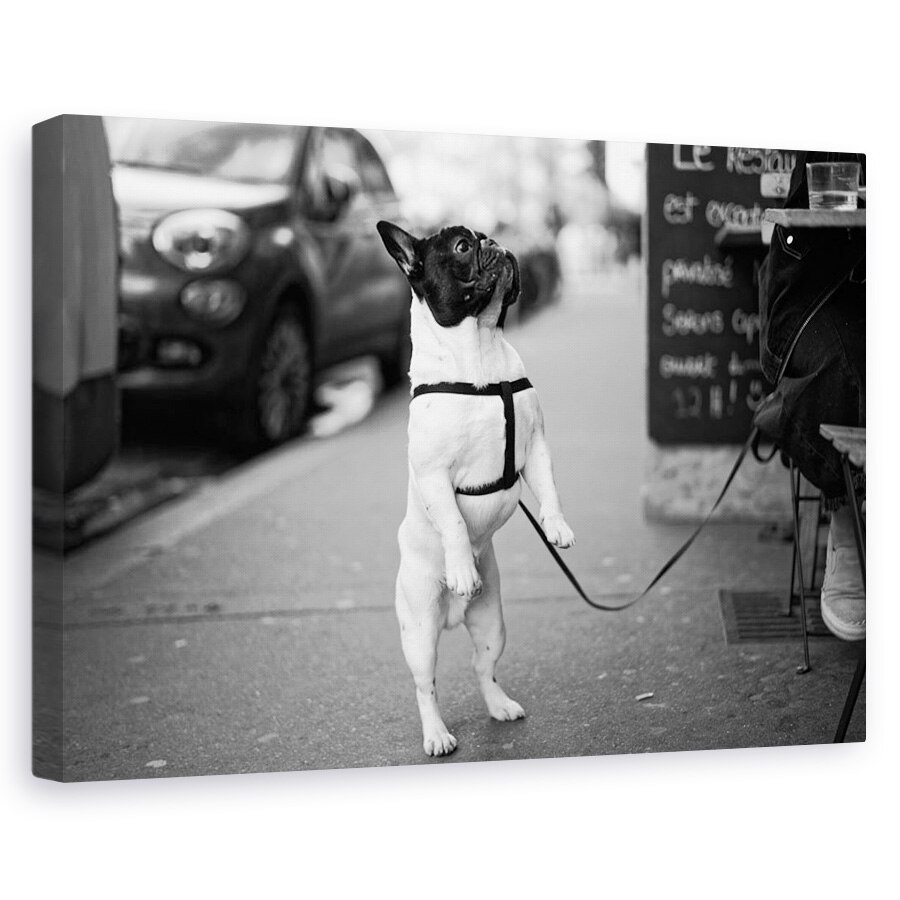 Tablou canvas - Prea Scurt Pe Jos, Dragut, Caine, Animal, 20 x 30 cm