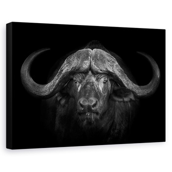 Tablou canvas - Coarne Mari, Africa, Buffalo, Motswari, 20 x 30 cm Tablou canvas - Coarne Mari, Africa, Buffalo, Motswari, 20 x 30 cm