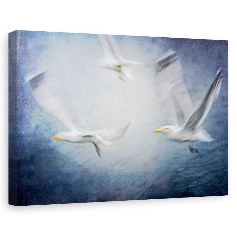 Tablou canvas - Pescarusi, Albastru, Zbor, 20 x 30 cm