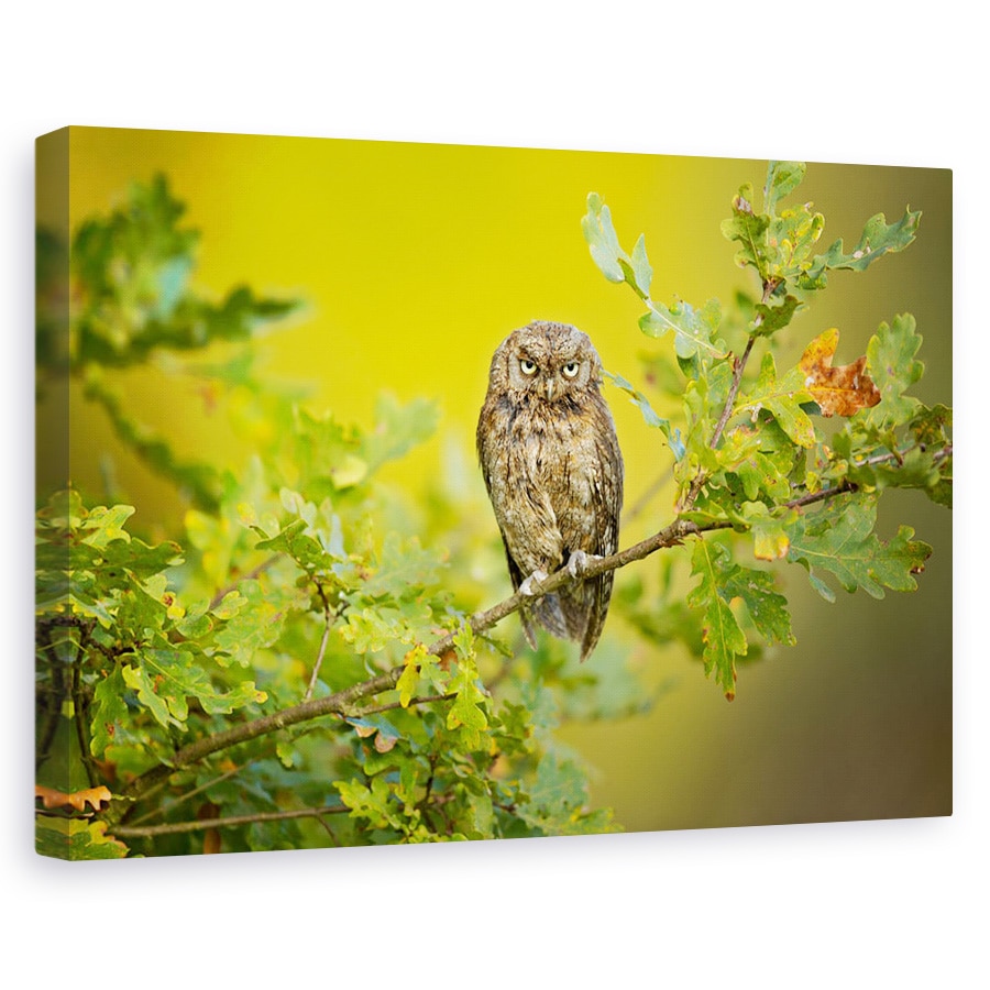 Tablou canvas - Bufnita, Ramura, Verde, Ochi, Distractie, 20 x 30 cm