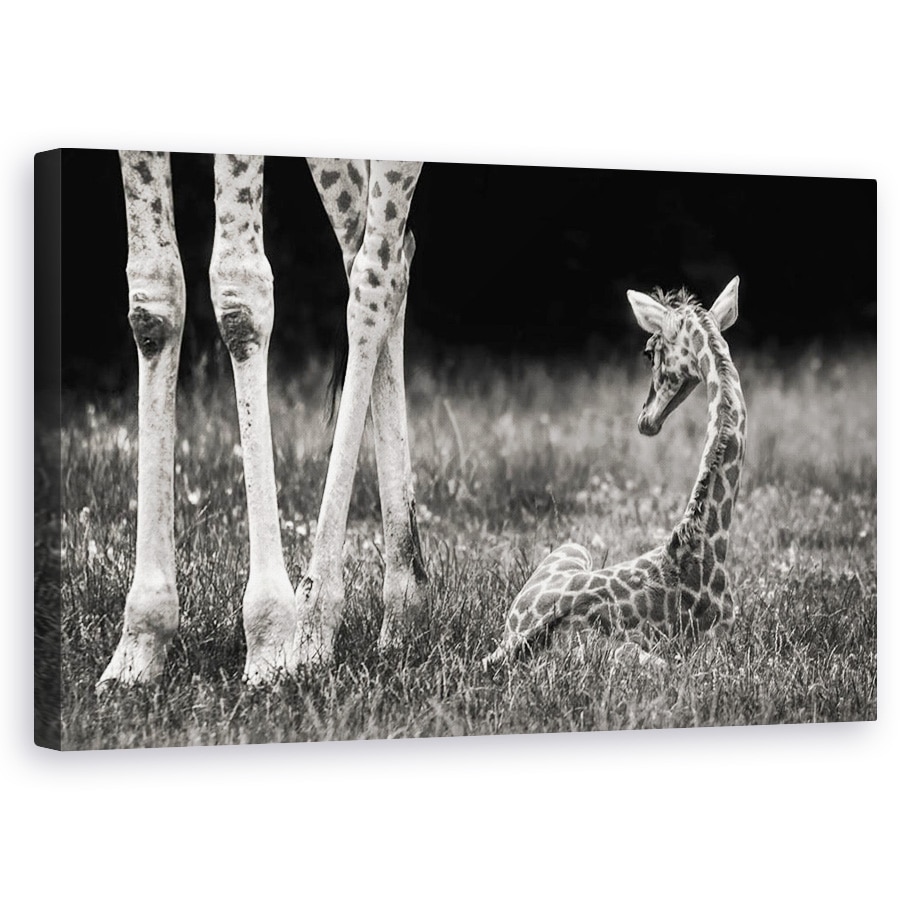 Tablou canvas - Protejat, Girafa, Copil, Cub, Dragut, Animal, 60 x 100 cm