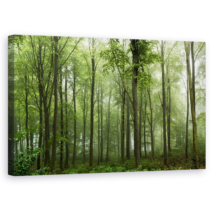 Tablou canvas - Padure, Danemarca, Ceata, Verde, Iutlanda, 60 x 100 cm