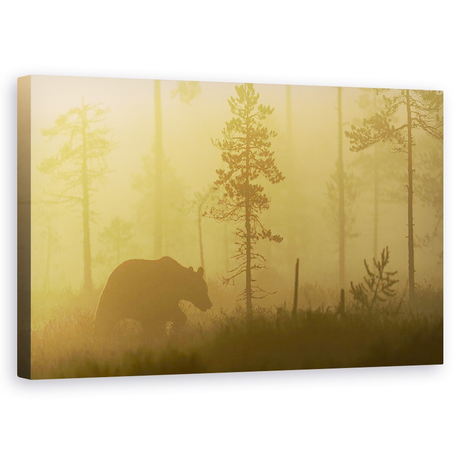 Tablou canvas - Ceata Matinala, Natura, Animal, Salbatic, Salbatic, Urs, 50 x 80 cm