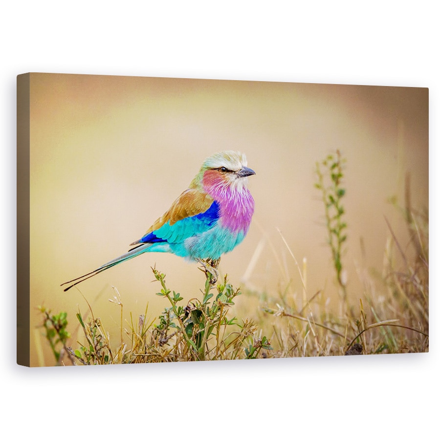 Tablou canvas - Curcubeu Zburator, Pasare, Colorat, 60 x 100 cm