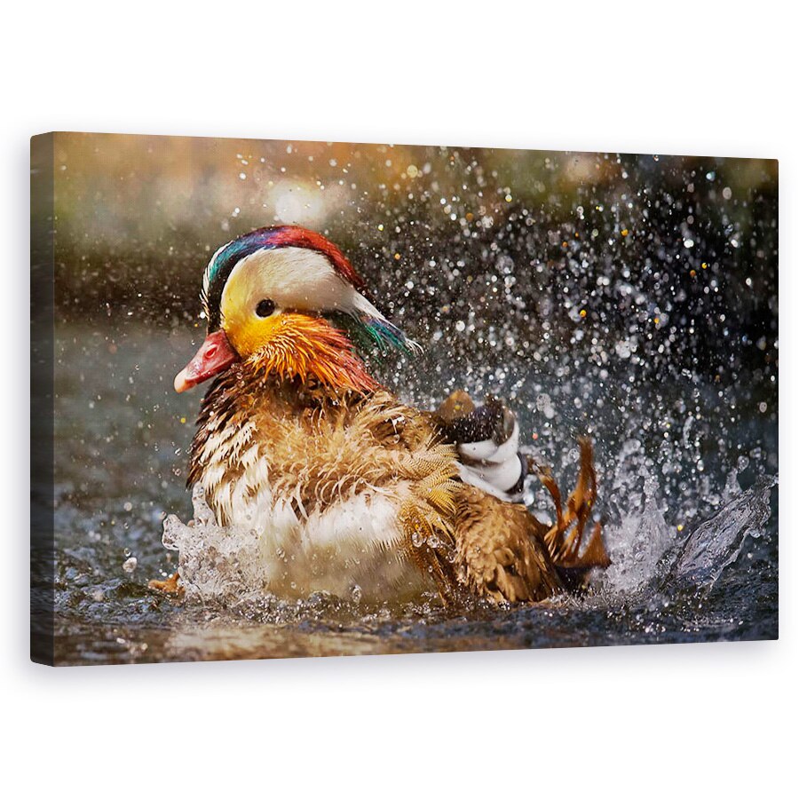 Tablou canvas - Rata Mandarina, Pasare, Ud, Strop, 60 x 100 cm