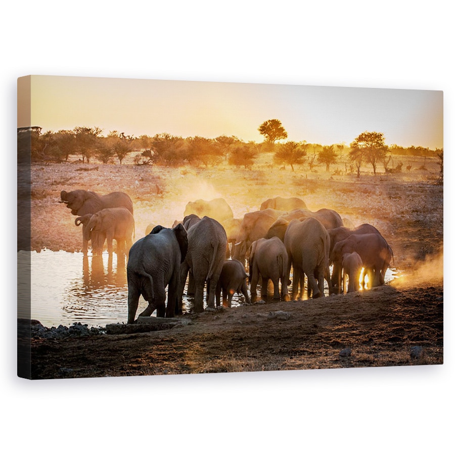 Tablou canvas - Elefant Ghemuit, Etosha, National, Parc, Animale, 50 x 80 cm