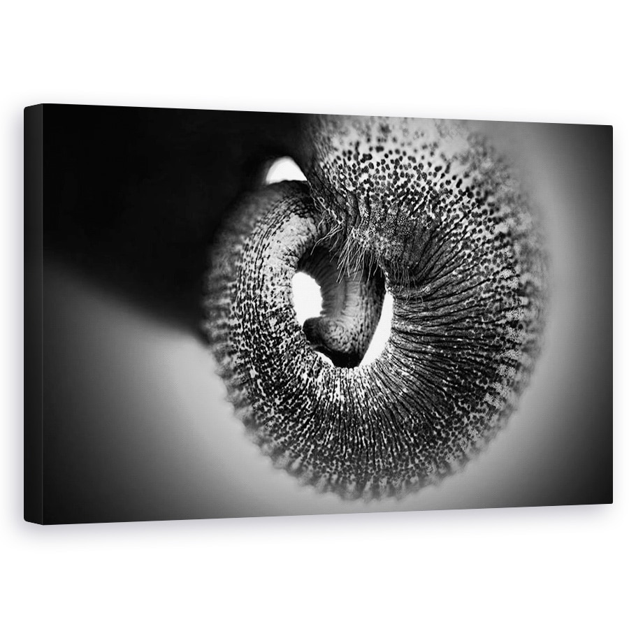 Tablou canvas - Portbagaj, Elefant, Alb-Negru, Cerc, Spiral, 50 x 80 cm