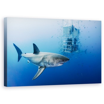 Tablou canvas - Animale In Cusca, Rechin, Peste, Sub Apa, 50 x 80 cm Tablou canvas - Animale In Cusca, Rechin, Peste, Sub Apa, 50 x 80 cm