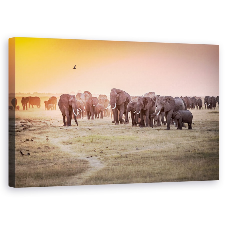 Tablou canvas - Amboseli Plimbare De Dimineata La Starbucks, Natura, Animal, Salbatic, Safari, Africa, 60 x 100 cm