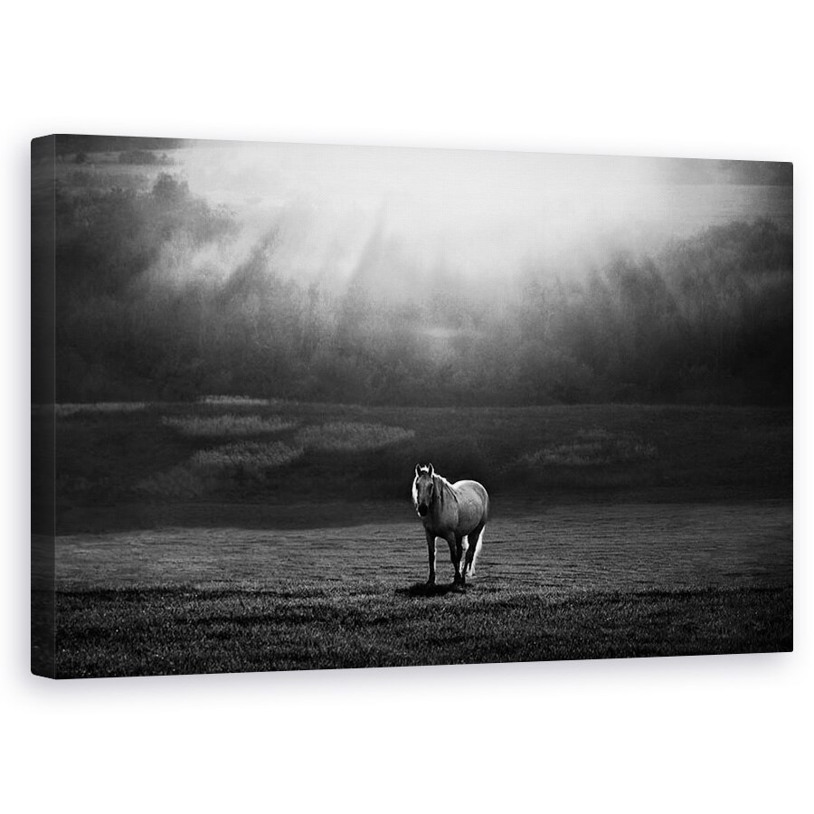 Tablou canvas - Ivirea Diminetii, Cal, Animal, Camp, Alb-Negru, 50 x 80 cm