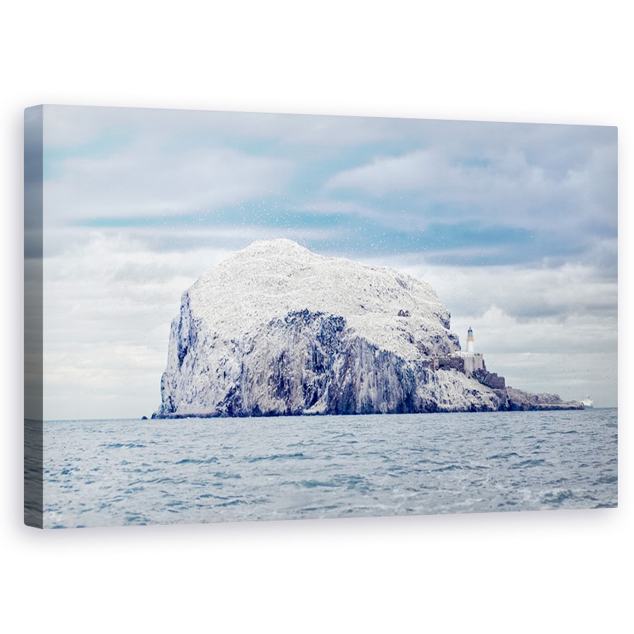 Tablou canvas - Bass Rock, Gannet, Zburand, Morus, Bassana, Sula, 60 x 100 cm