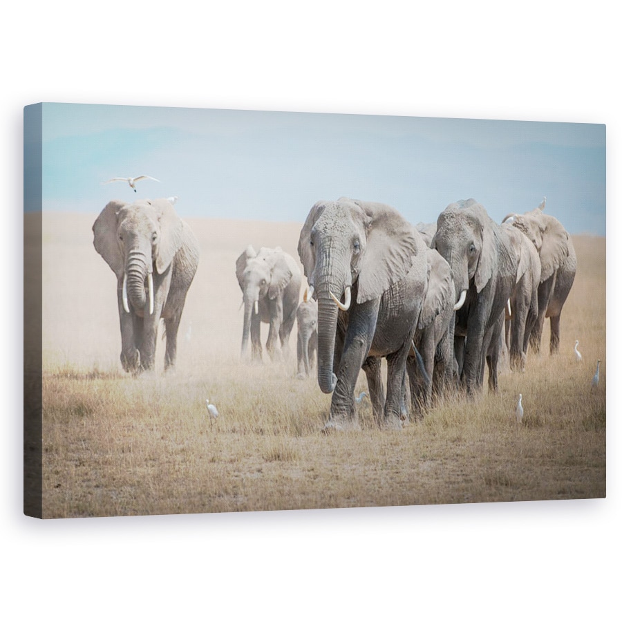 Tablou canvas - Amintind De Titani, Elefanti, Elefant, Familie, Turma, Pasari, 60 x 100 cm