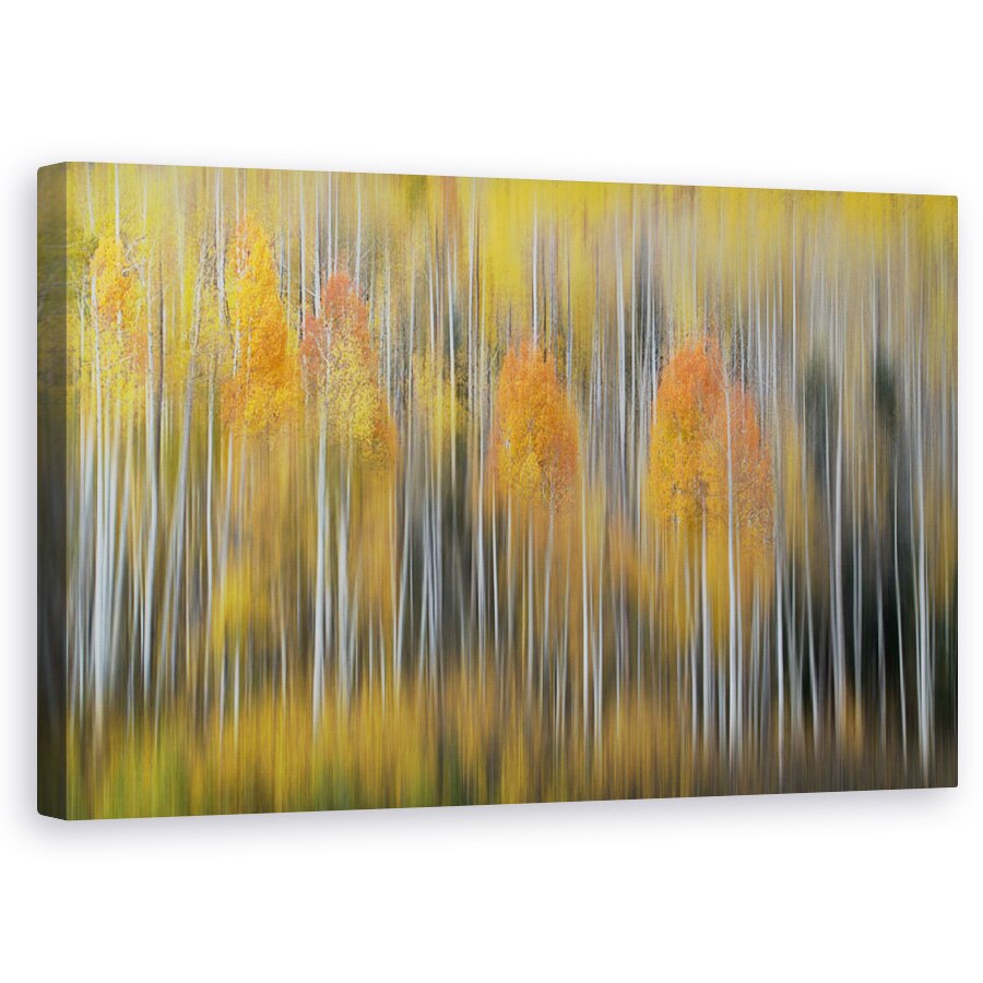 Tablou canvas - Impresie De Toamna 2, Aspen, Colorado, 60 x 100 cm