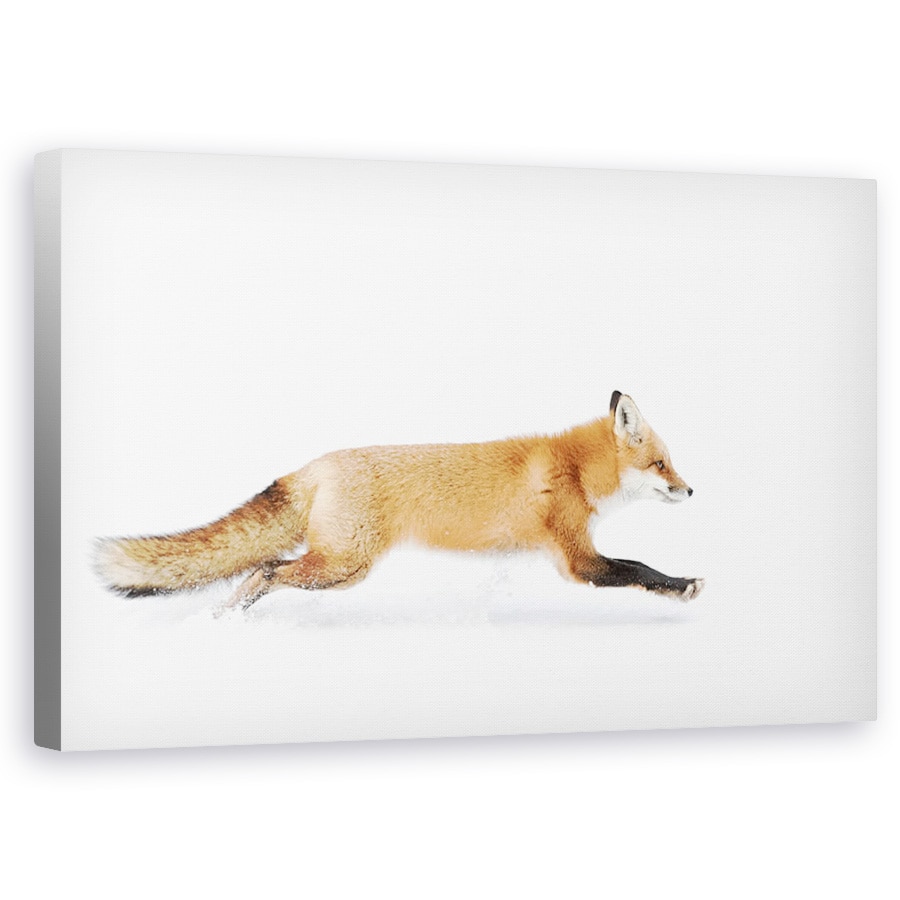 Tablou canvas - Vulpe Rosie - Algonquin Park, Iarna, Canada, Zapada, Salbatic, 60 x 100 cm