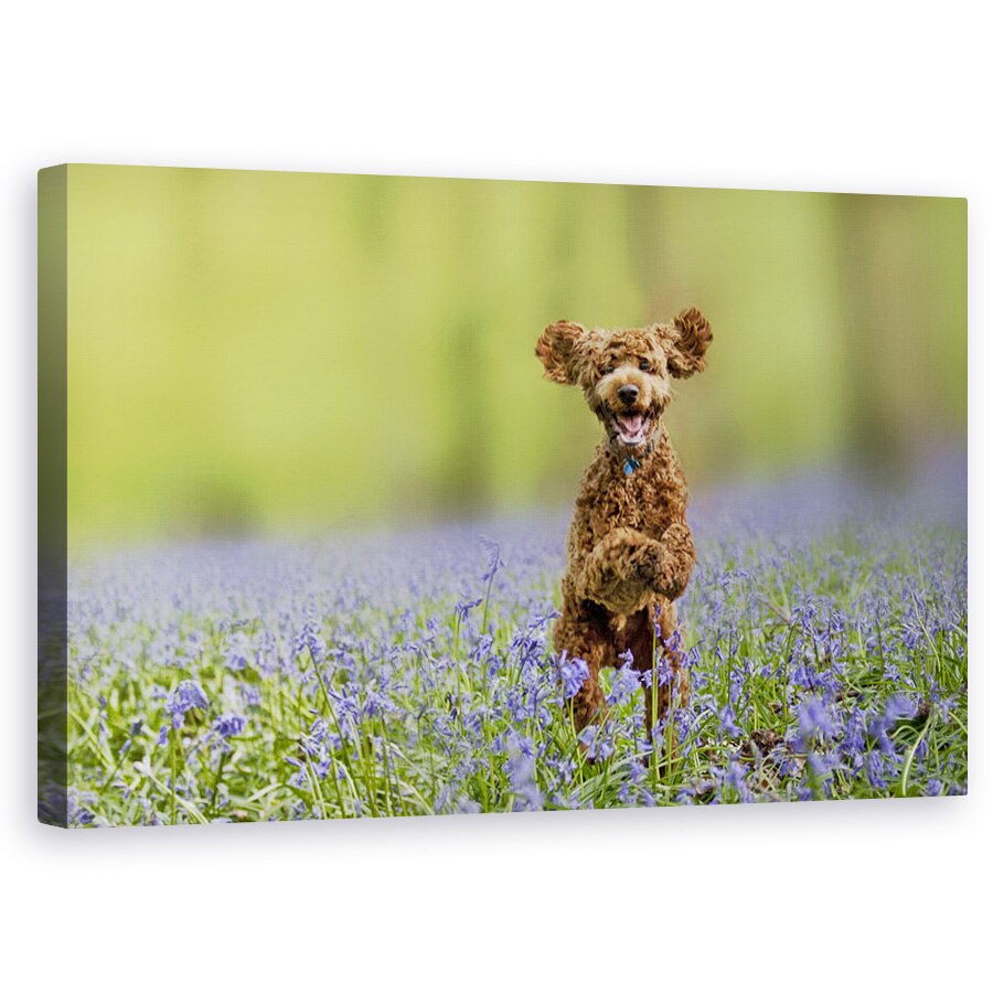 Tablou canvas - Dylan, Caine, Catelus, Padure, Umor, Comic, 50 x 80 cm