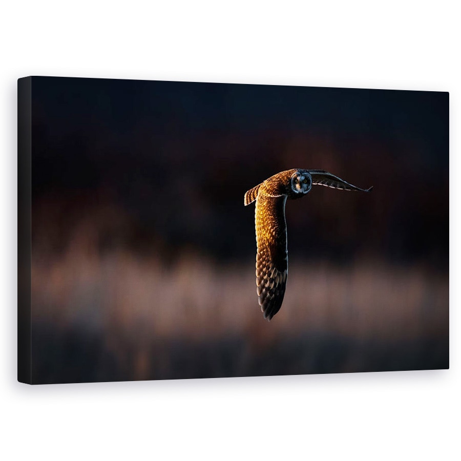 Tablou canvas - Infruntare, Pasare, Bufnita, Apus De Soare, Zbor, Salbatic, 60 x 100 cm